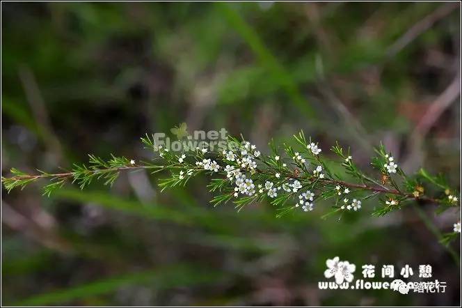 关于野花社区观看在线www官网的信息