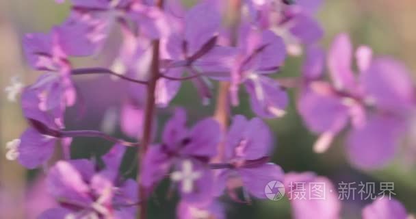 {七贏娛樂}(野花视频在线观看最新6绿巨人)